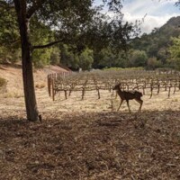Frederico Joseph Mazet's vineyard.jpg
